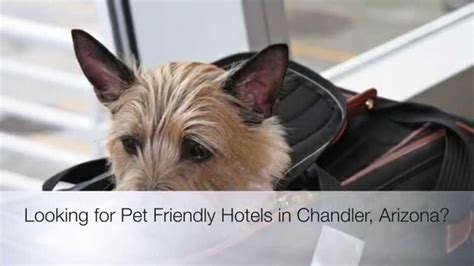 pet friendly hotels chandler az